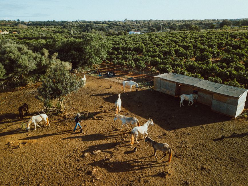 Golegã, Capital do Cavalo — meio dia (5 h)